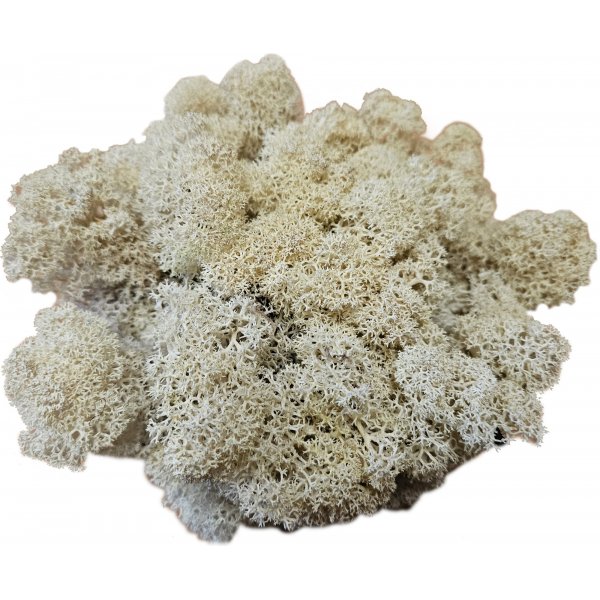 Vitmossa - Dekoration - 40 g