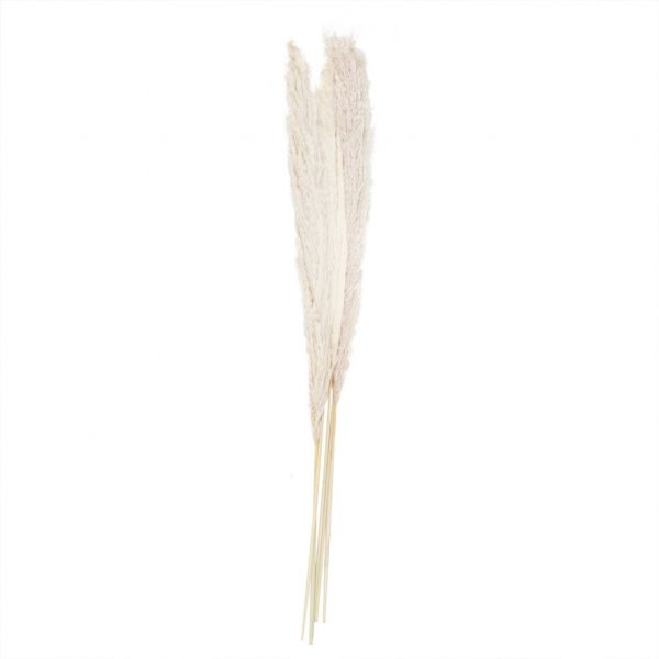Pampasgräs - 90cm - Bleached Pampasgräs - 90cm - Bleached