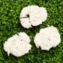 Rosor - Stora - Krmvita - 5-pack