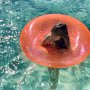 Badring - Sunnylife - Neon Coral Badring - Sunnylife - Neon Coral
