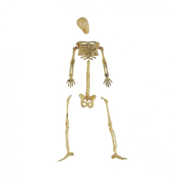 Sm skelettdelar - Halloweendekoration